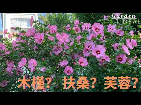 芙蓉擺放位置|芙蓉種植風水：誰家庭院最適合？